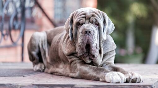 Dog with store all the rolls